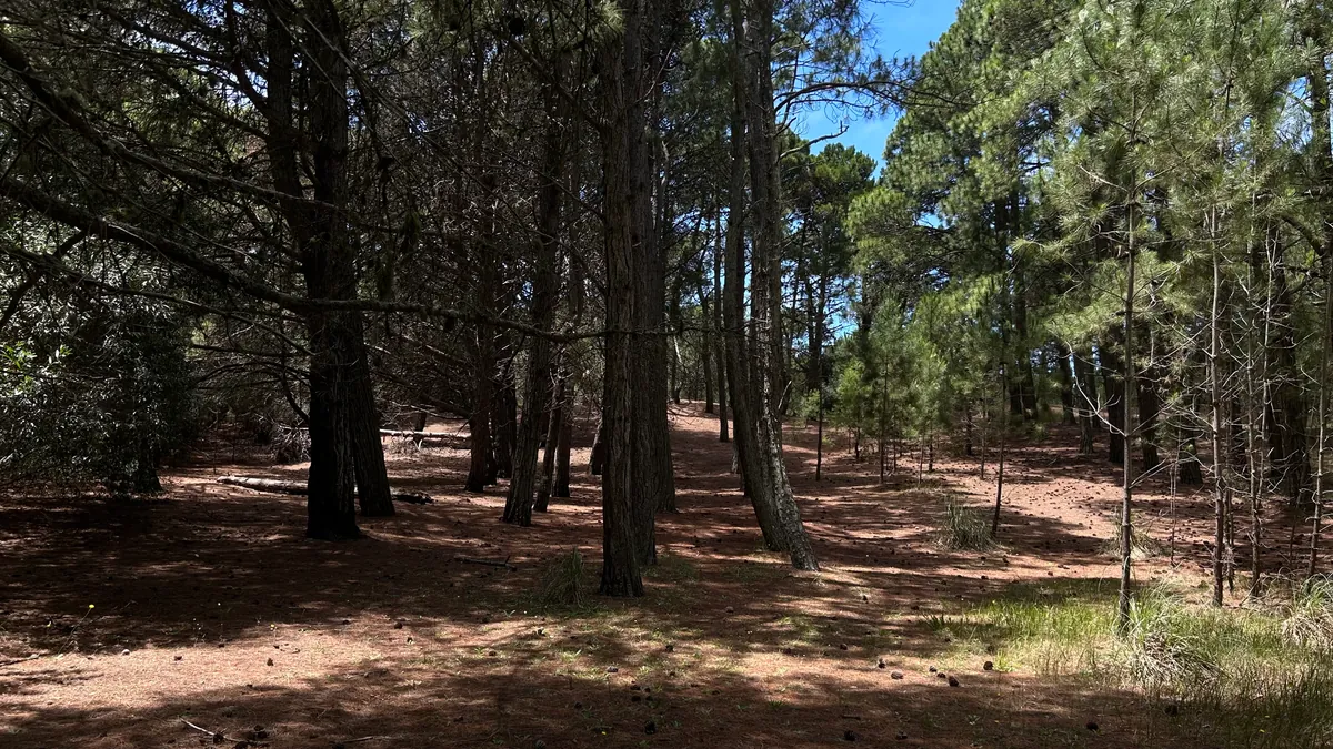 Senderos del Bosque en Mar de las Pampas